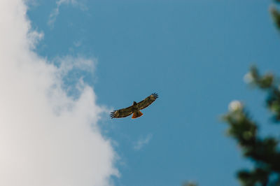 Low angle view of eagle flying in sky