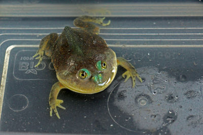 Close-up of frog in water