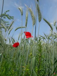 Close up of red poppy flowers