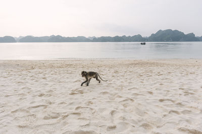 Monkey walking on the beach