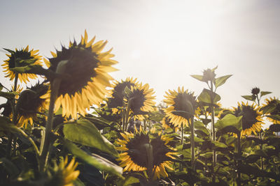 Close-up of sunflower on field against sky