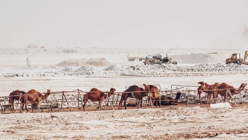 Camel on landscape