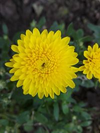 Close-up of honey bee on yellow flowering plant