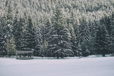 View of trees during winter