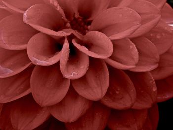 Close-up of red flowers