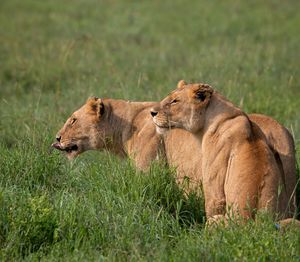 Lioness sitting on field