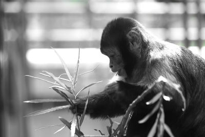 Close-up of a monkey