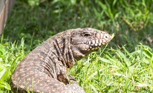 Close-up of lizard on land