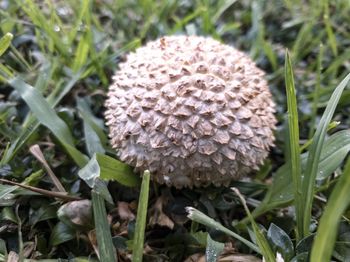 High angle view of mushroom growing on field