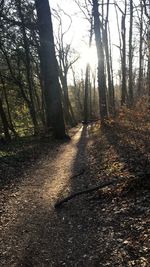 Trees growing in forest during autumn