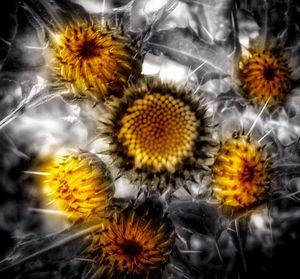 Close-up of yellow flowers