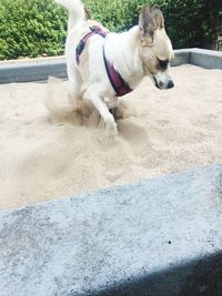White dog lying on sand