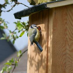 Low angle view of bird perching on wood