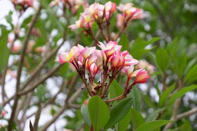 Close-up of pink flowering plant