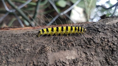 Close-up of caterpillar on wood