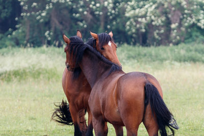 Horse in a field