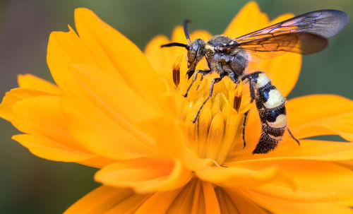 Close-up of insect on flower