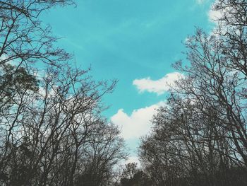 Low angle view of silhouette trees against sky