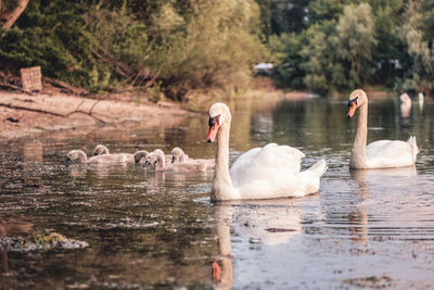 Swans swimming in lake