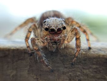 Close-up of spider