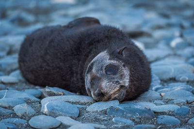 Close-up of seal pup at beach