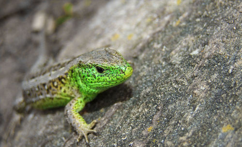 Close-up of lizard