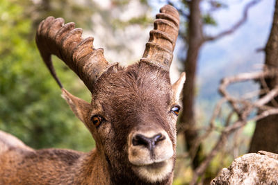 Close-up portrait of deer