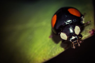 Close-up of ladybug on leaf