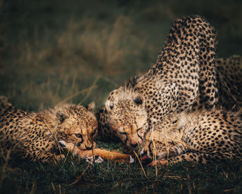 Cheetah cubs learning to hunt 