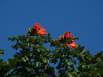 Low angle view of flower tree against clear blue sky