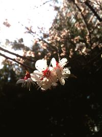 Close-up of pink flowers