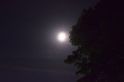 Low angle view of tree against moon in sky