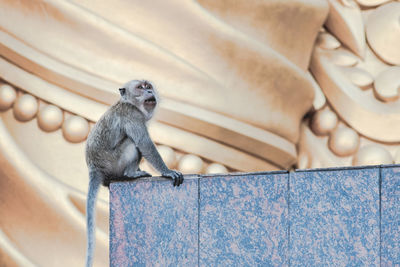 Low angle view of monkey at batu caves statues
