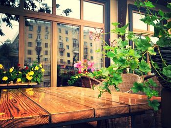 Potted plants in backyard