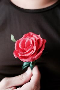 Close-up of hand holding red rose
