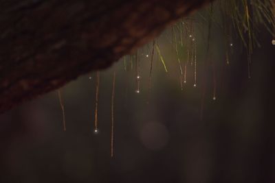 Close-up of wet plant during rainy season