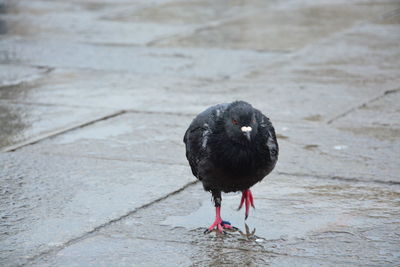 Close-up of bird perching on wet footpath