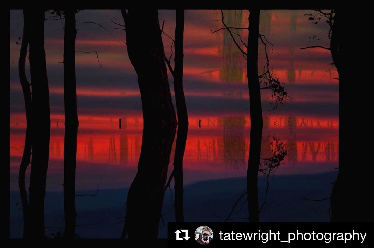 DIGITAL COMPOSITE IMAGE OF SILHOUETTE TREES AGAINST SKY AT SUNSET