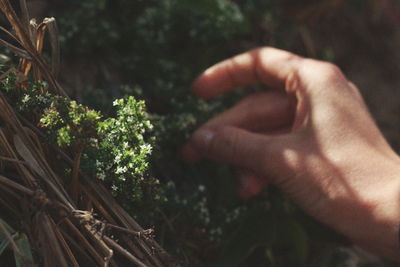 Close-up of hand on tree