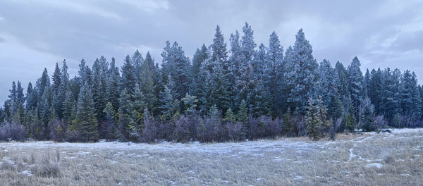 Trees growing in forest during winter against sky