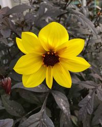 Close-up of yellow flower blooming outdoors