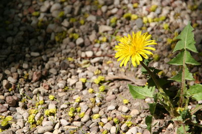 High angle view of yellow flowering plant on field