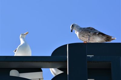 Low angle view of seagulls perching