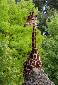 Giraffe in a forest