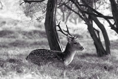 Deer lying on field