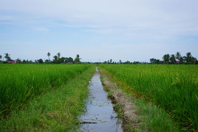 Scenic view of agricultural field against sky