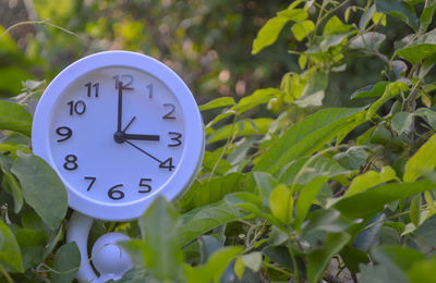 Close-up of clock on plant leaves