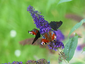 Close-up of butterfly pollinating on purple flower