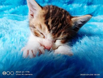 High angle view of cat sleeping in swimming pool