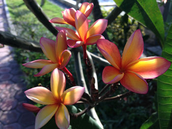 Close-up of frangipani blooming outdoors